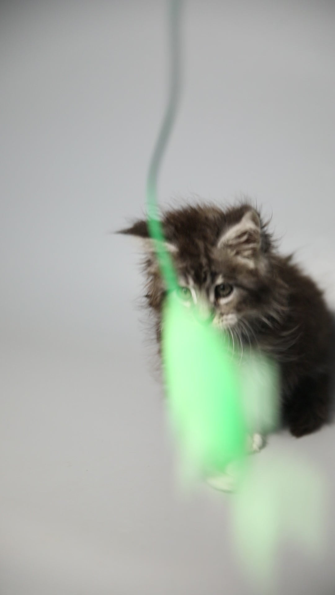 Percy | Maine Coon Kitten