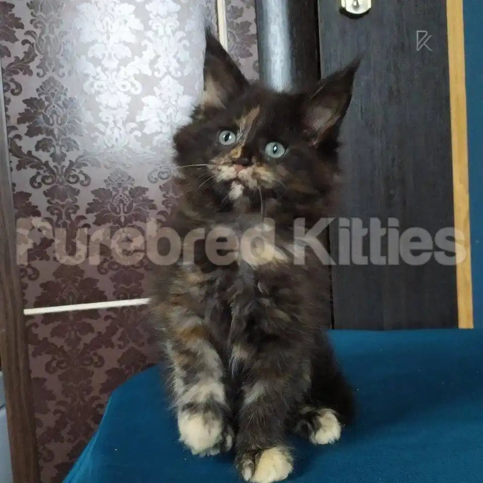 Callie Female Maine Coon Kitten | 3 Month Old | Available