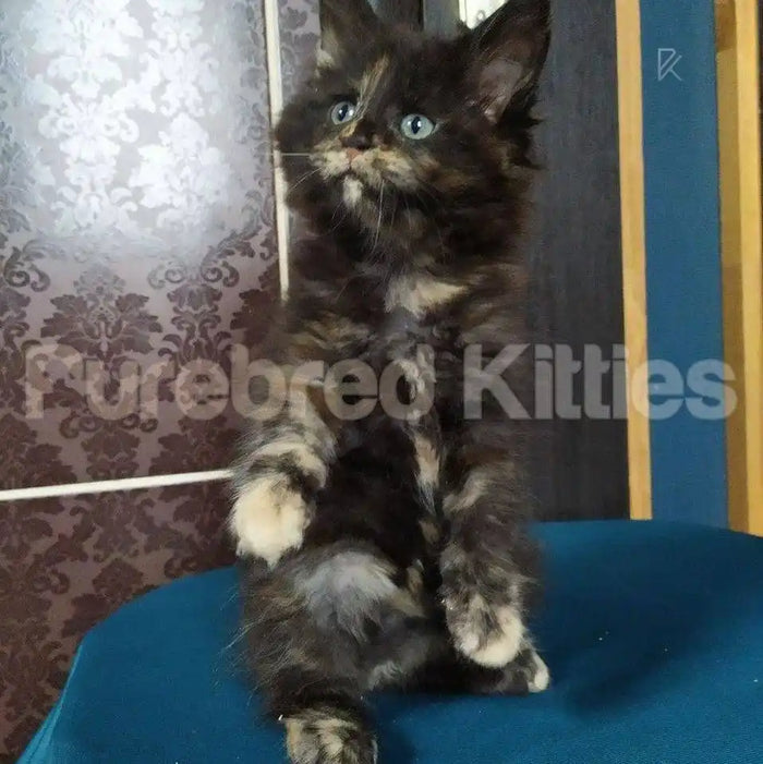 Callie Female Maine Coon Kitten | 3 Month Old | Available