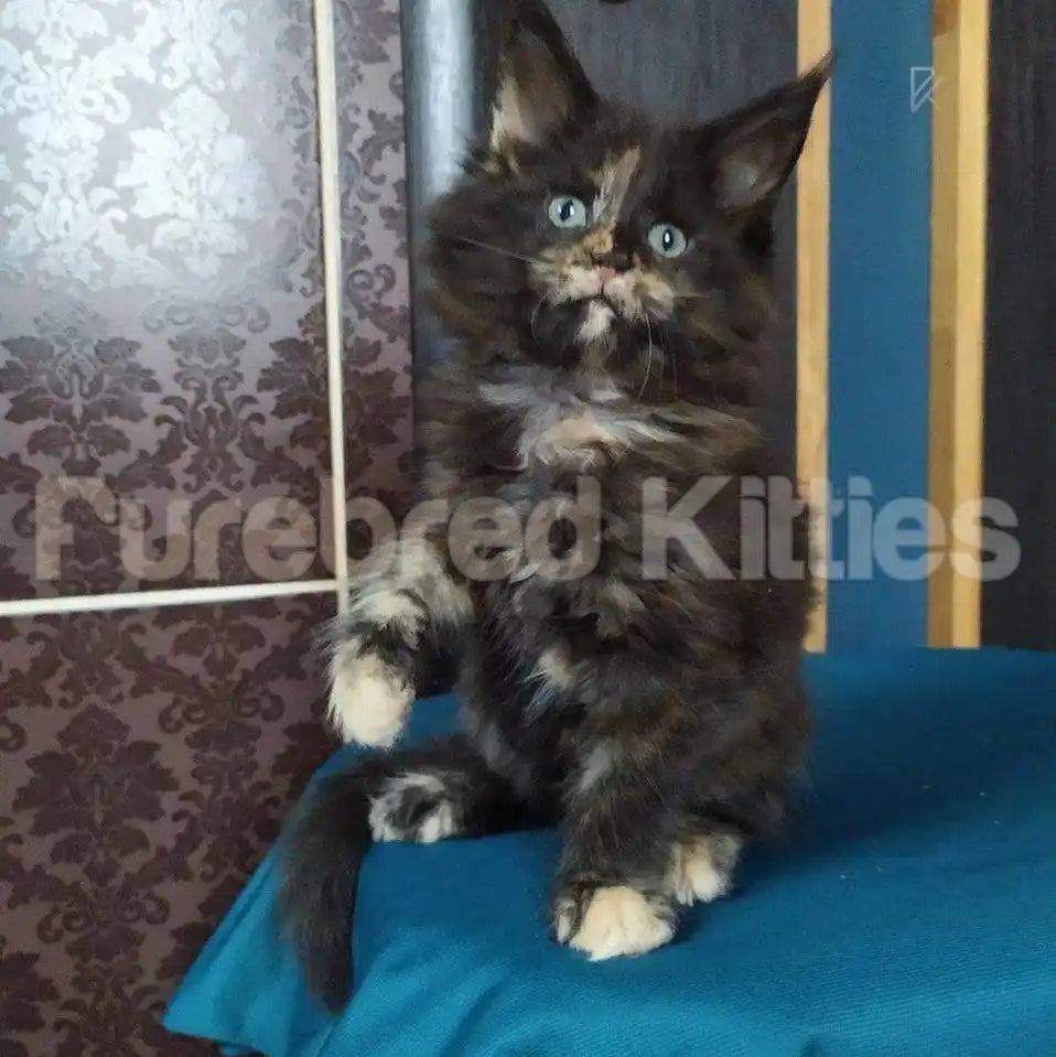 Callie Female Maine Coon Kitten | 3 Month Old | Available