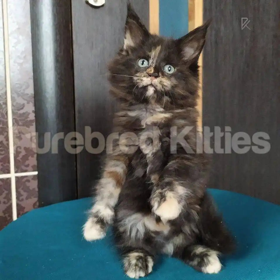 Callie Female Maine Coon Kitten | 3 Month Old | Available