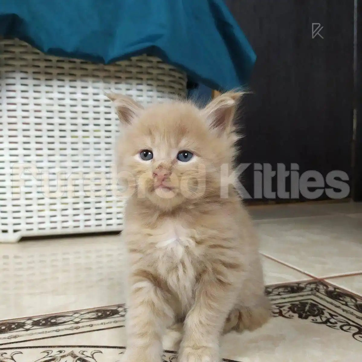 Calvin Male Maine Coon Kitten | 3 Month Old | Available for
