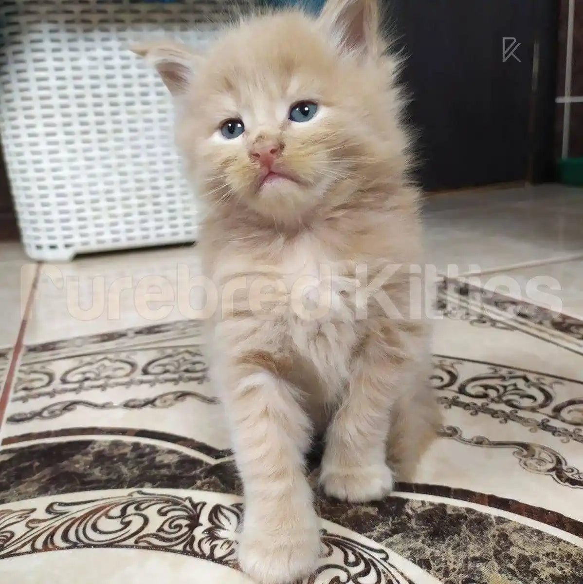 Calvin Male Maine Coon Kitten | 3 Month Old | Available for