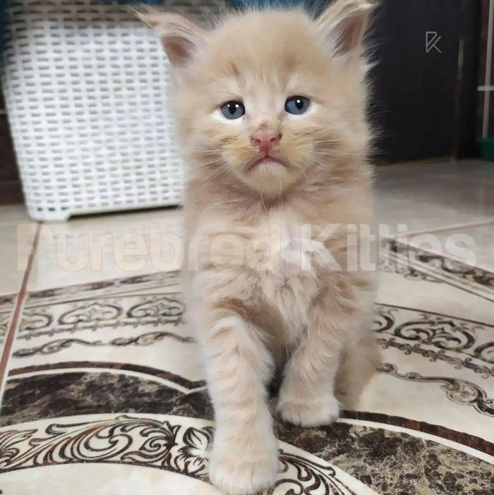 Calvin Male Maine Coon Kitten | 3 Month Old | Available for