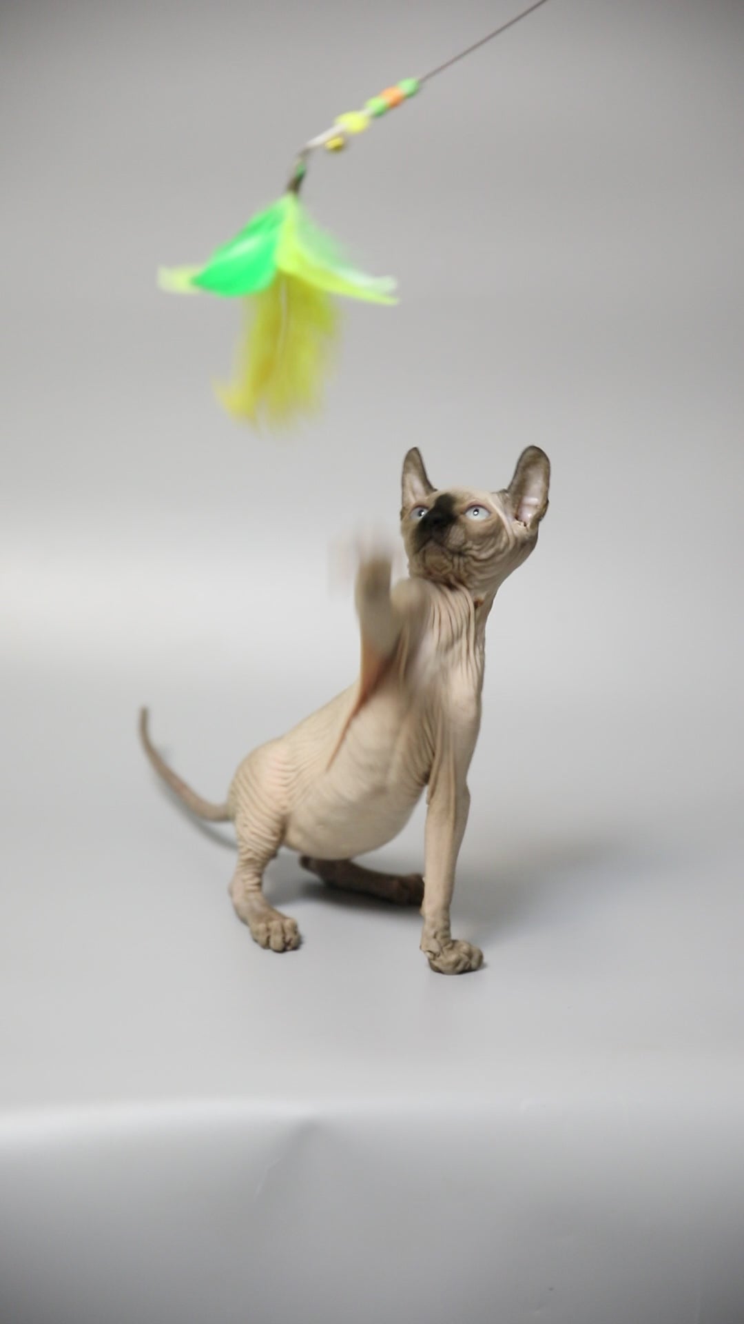 Sphynx Kittens and Cats for sale TICA Indigo Sphynx Cat Breeder