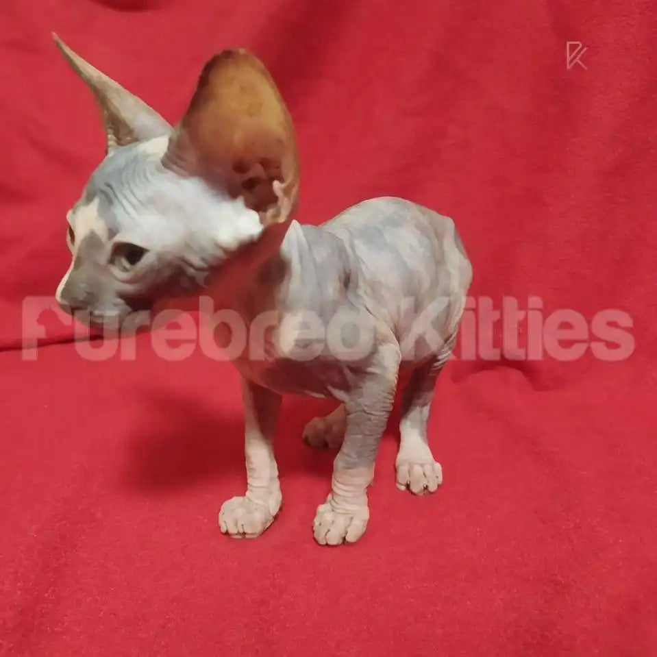 Celeste Female Sphynx Kitten | 2.5 Month Old | Available for