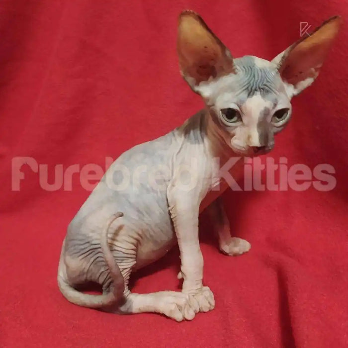 Celeste Female Sphynx Kitten | 2.5 Month Old | Available for