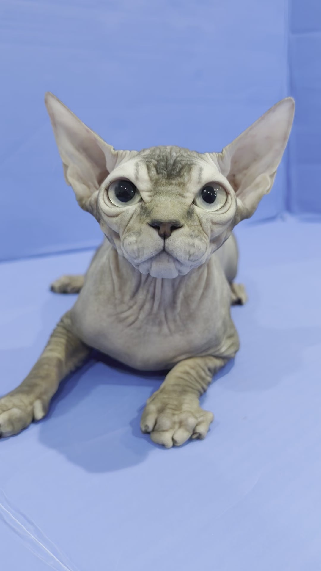 Zeus | Sphynx Kitten