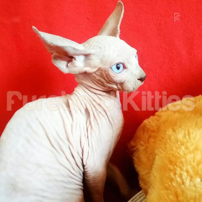 Chester Male Sphynx Kitten | 3 Months Old | Available for