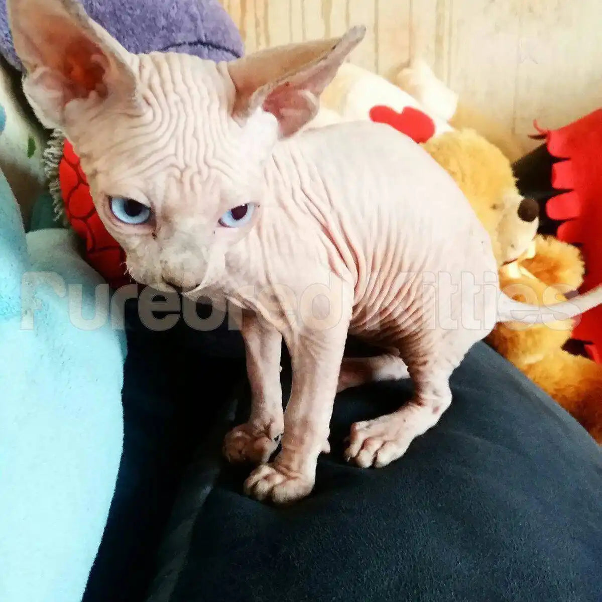 Chester Male Sphynx Kitten | 3 Months Old | Available for