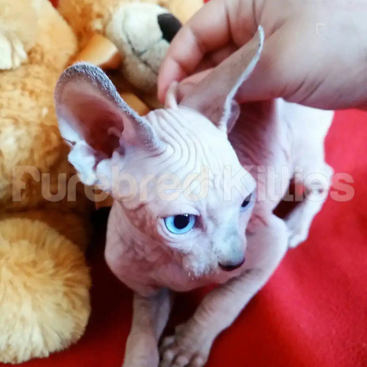 Chester Male Sphynx Kitten | 3 Months Old | Available for