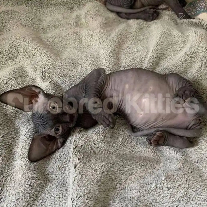 Chloe Female Sphynx Kitten | 3 Months Old | Available for