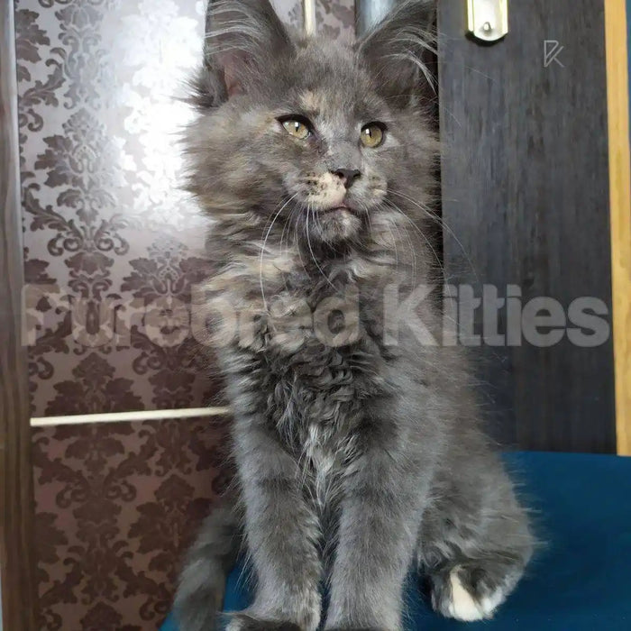 Cookie Female Maine Coon Kitten | 3 Months Old | Available