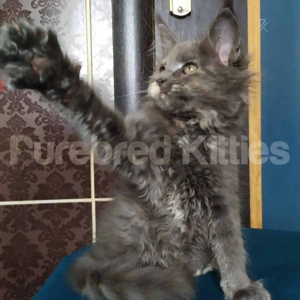 Cookie Female Maine Coon Kitten | 3 Months Old | Available