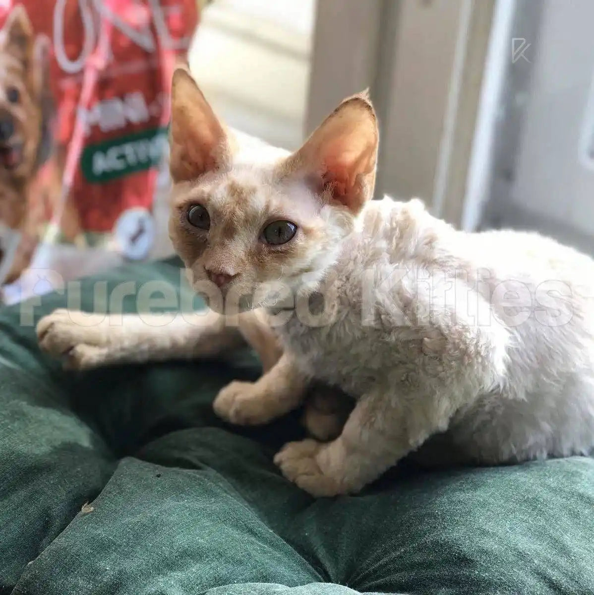 Cooper Male Devon Rex Kitten | 3.5 Months Old | Available