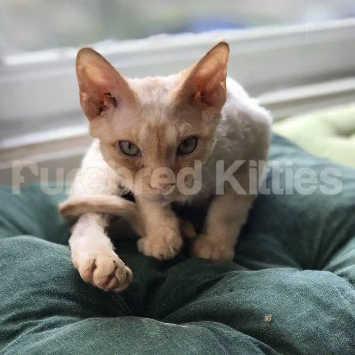 Cooper Male Devon Rex Kitten | 3.5 Months Old | Available