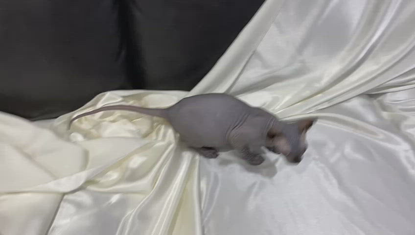 Salt Sphynx kitten | Male 3.5 Months Old | (Adopted)