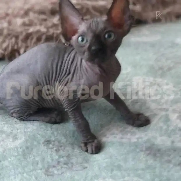 Daisy Female Sphynx Kitten | 3 Month Old | Available for