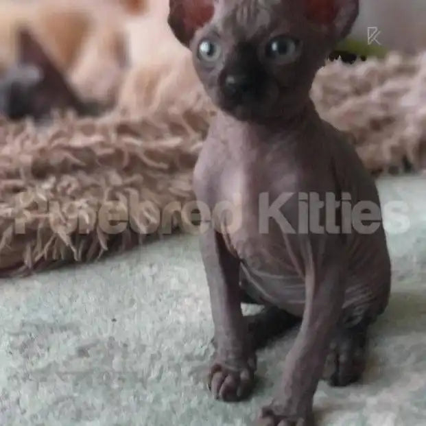 Daisy Female Sphynx Kitten | 3 Month Old | Available for
