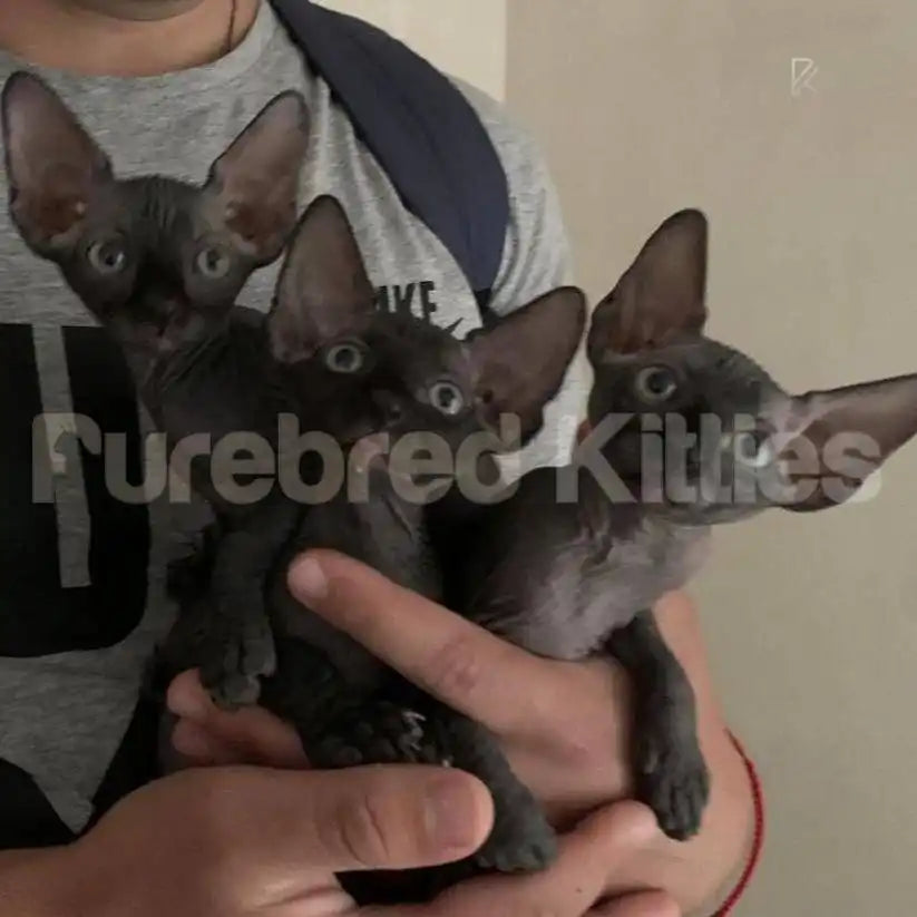 Dan Male Sphynx Kitten | 3 Months Old | Available for Pick