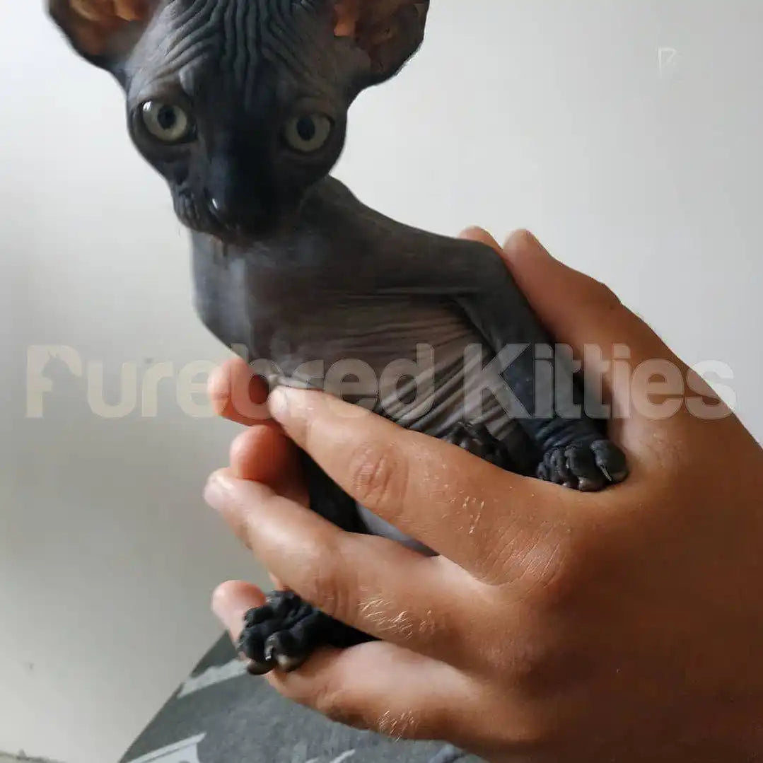 Dan Male Sphynx Kitten | 3 Months Old | Available for Pick