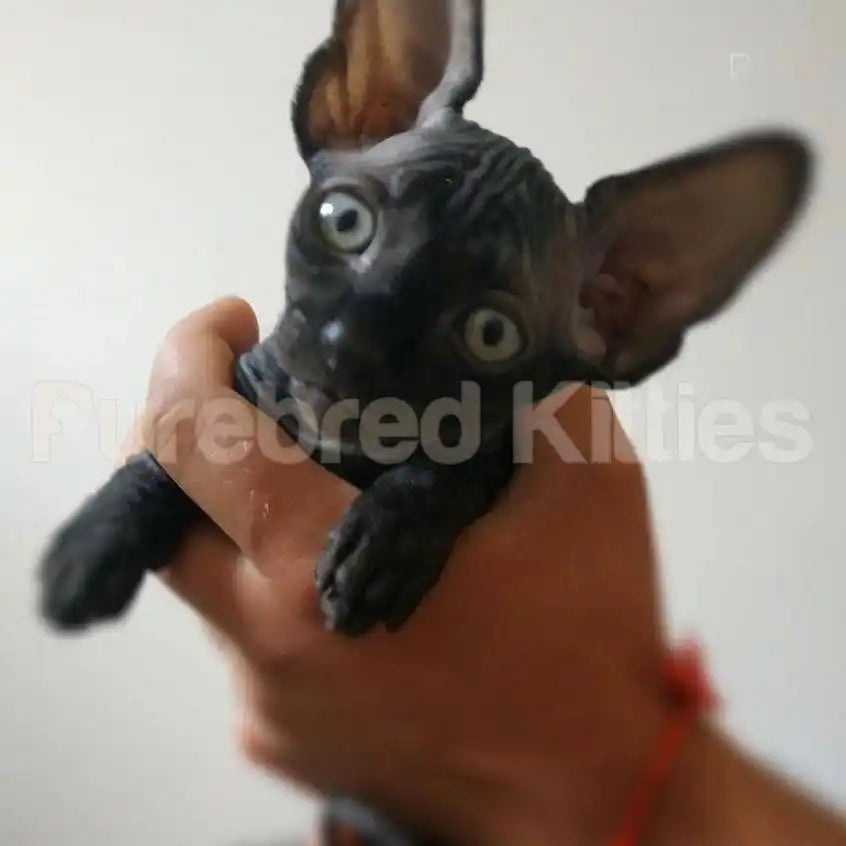 Dan Male Sphynx Kitten | 3 Months Old | Available for Pick
