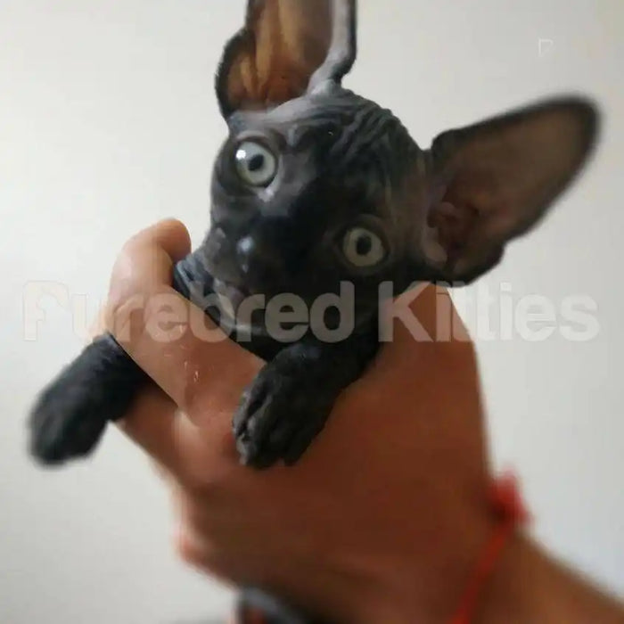 Dan Male Sphynx Kitten | 3 Months Old | Available for Pick