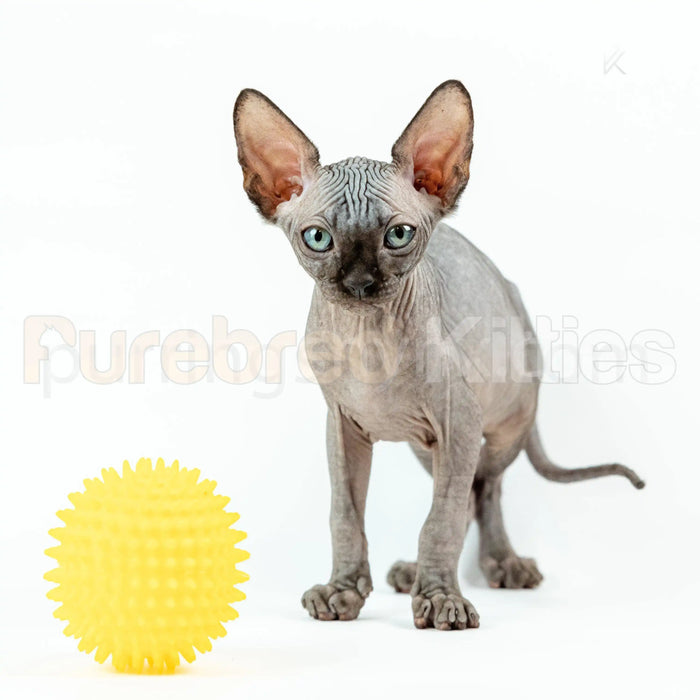 Earl Male Sphynx Kitten | 3.5 Month Old | Available for Pick