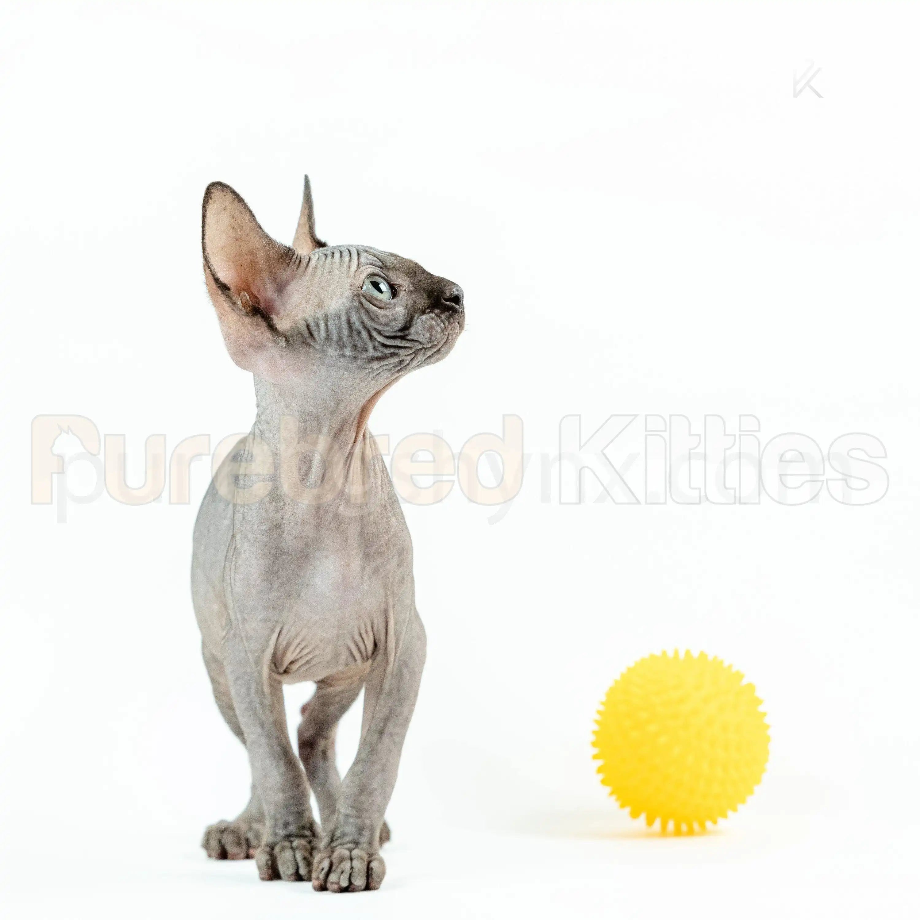 Earl Male Sphynx Kitten | 3.5 Month Old | Available for Pick