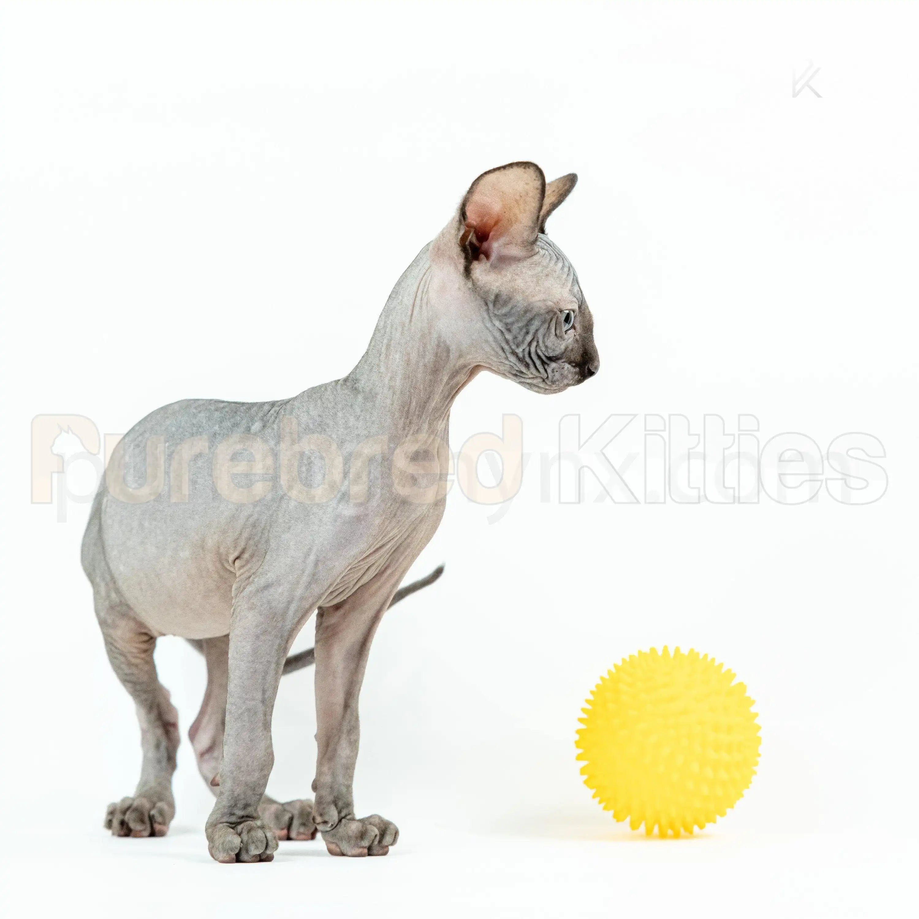 Earl Male Sphynx Kitten | 3.5 Month Old | Available for Pick