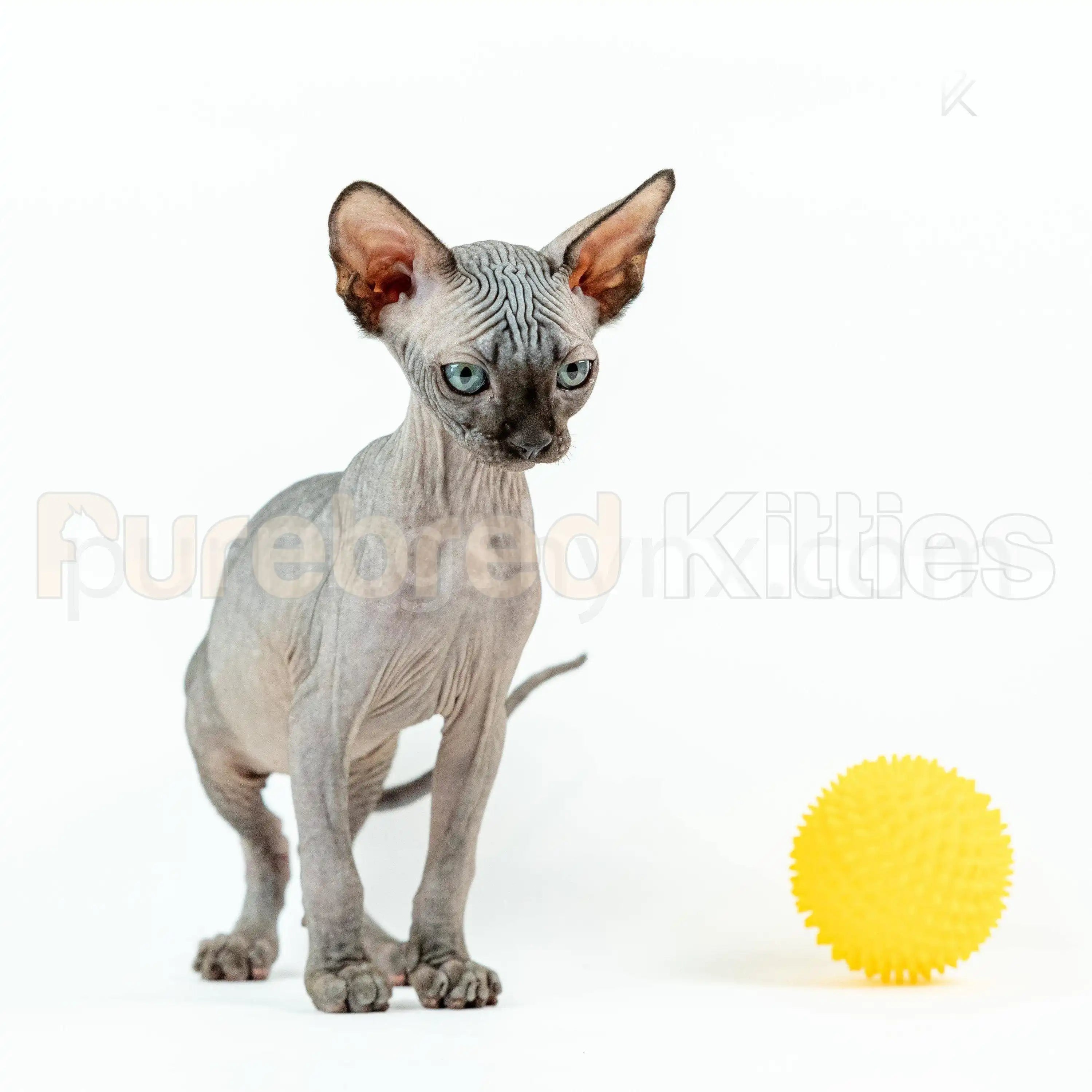 Earl Male Sphynx Kitten | 3.5 Month Old | Available for Pick