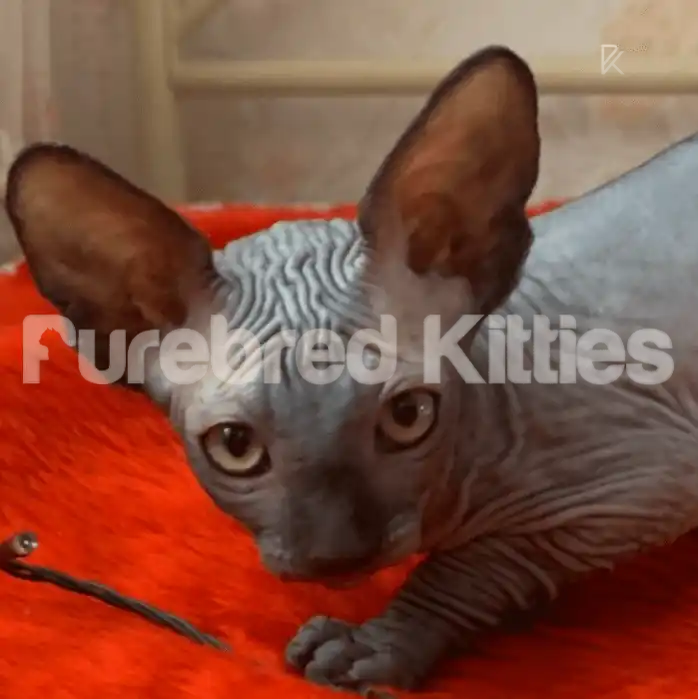 Eddie Male Sphynx Kitten | 3 Months Old | Available for Pick