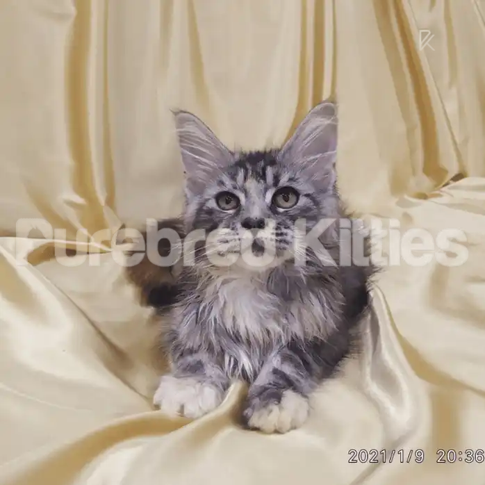 Elena ♀ Maine Coon Kitten | 3 Months Old | Available for