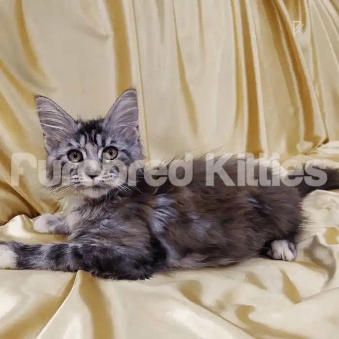 Elena ♀ Maine Coon Kitten | 3 Months Old | Available for