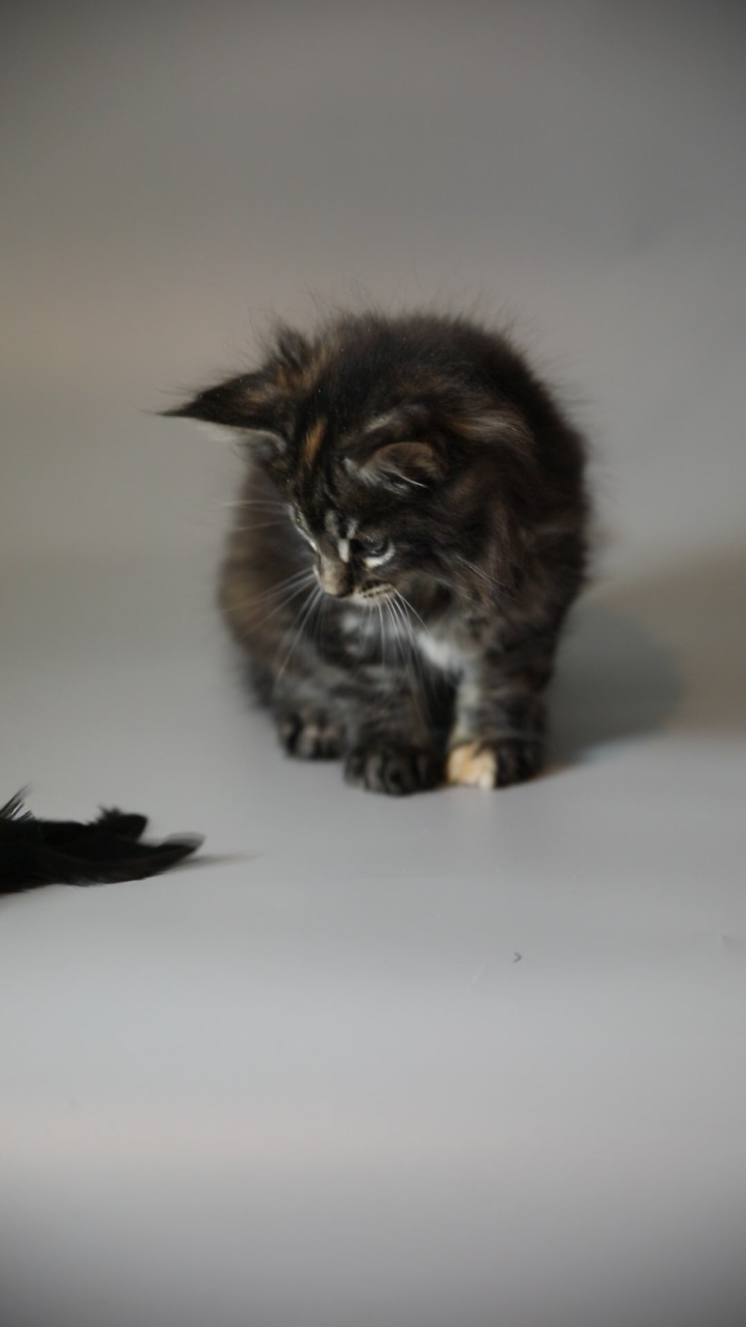 Gremy | Maine Coon Kitten
