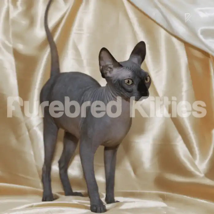 Faith ♀ Sphynx Kitten | 4 Months Old | Available for Pick Up