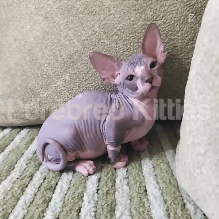 Felix Male Sphynx Kitten | 3 Month Old | Available for Pick