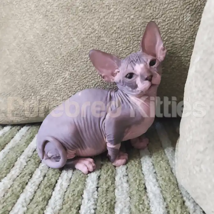 Felix Male Sphynx Kitten | 3 Month Old | Available for Pick