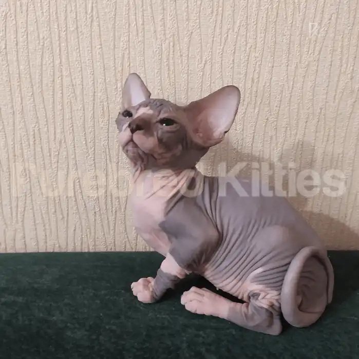 Felix Male Sphynx Kitten | 3 Month Old | Available for Pick