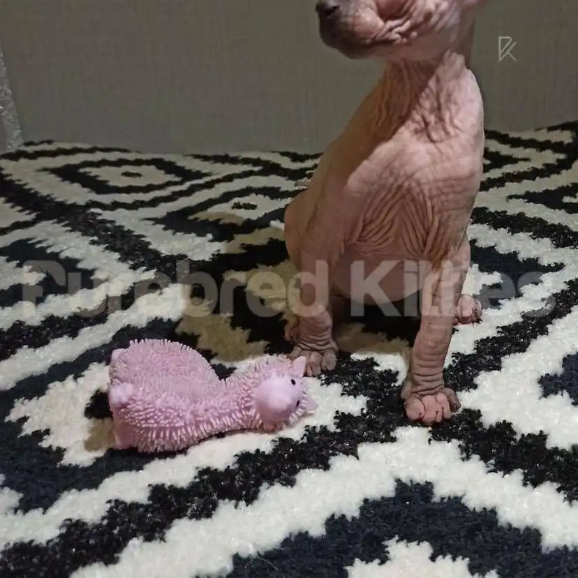 Frank Male Sphynx Kitten | 3.5 Months Old | Available for