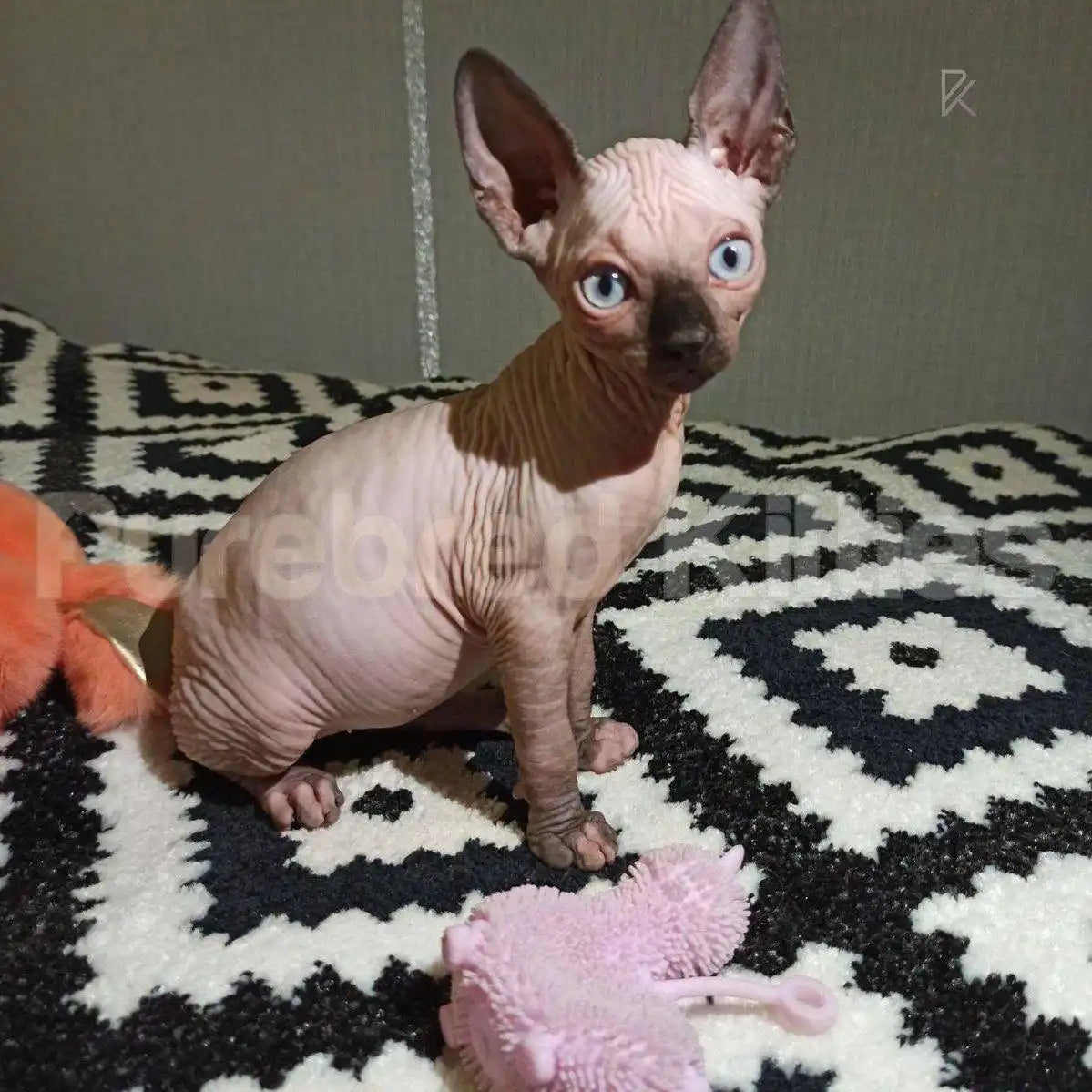 Frank Male Sphynx Kitten | 3.5 Months Old | Available for