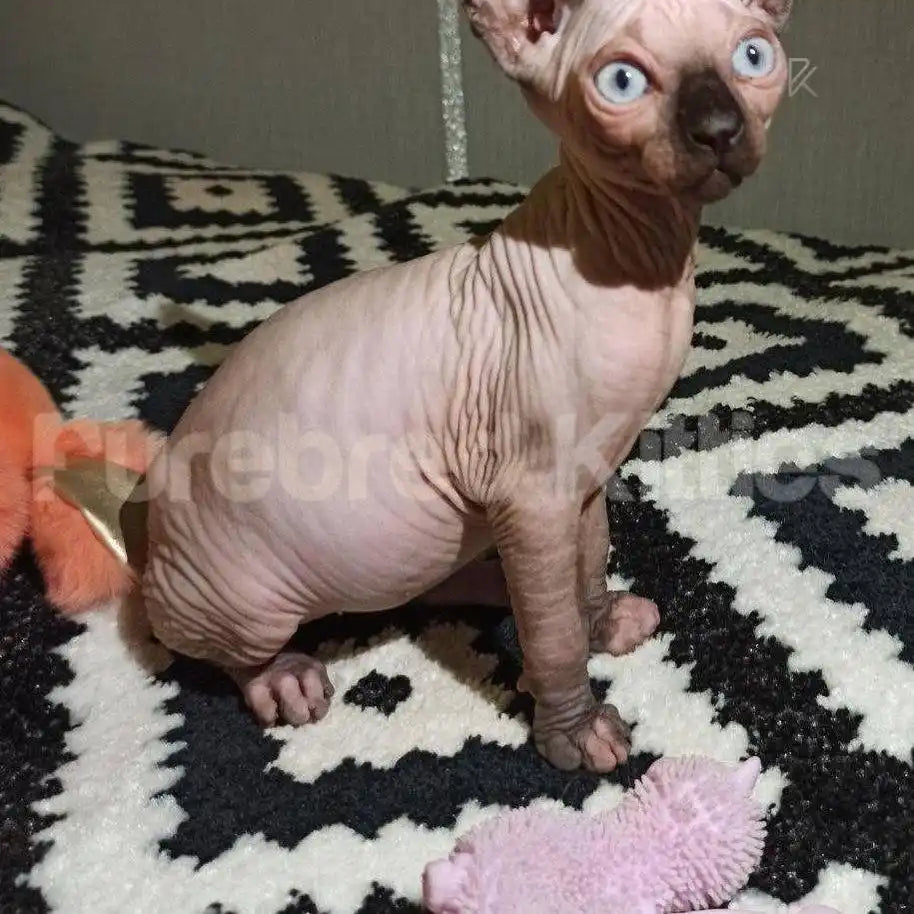 Frank Male Sphynx Kitten | 3.5 Months Old | Available for