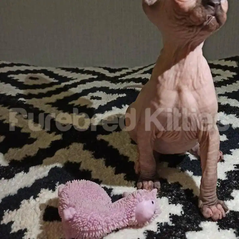 Frank Male Sphynx Kitten | 3.5 Months Old | Available for