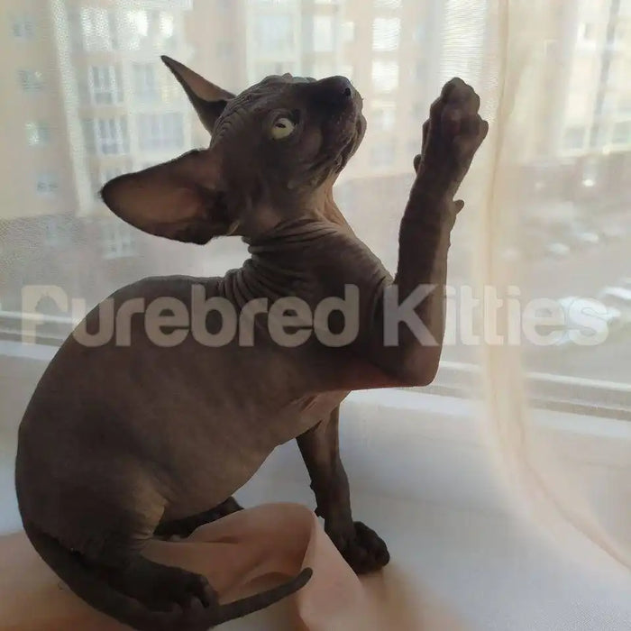 Frankie Male Sphynx Kitten | 3.5 Months Old | Available for