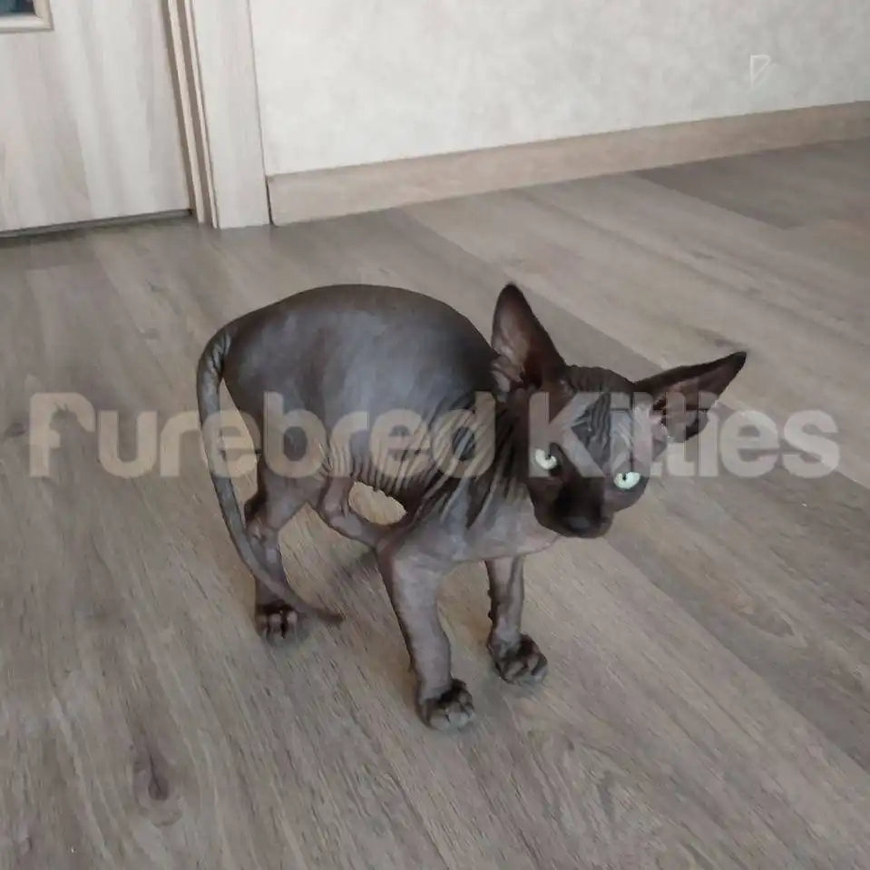 Frankie Male Sphynx Kitten | 3.5 Months Old | Available for