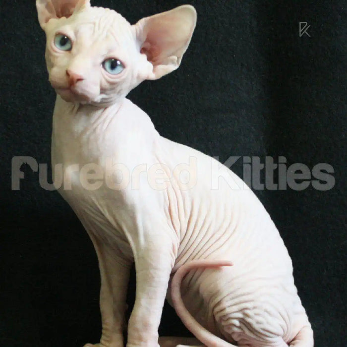 Fresh Male Sphynx Kitten | 3 Months Old | Available for Pick