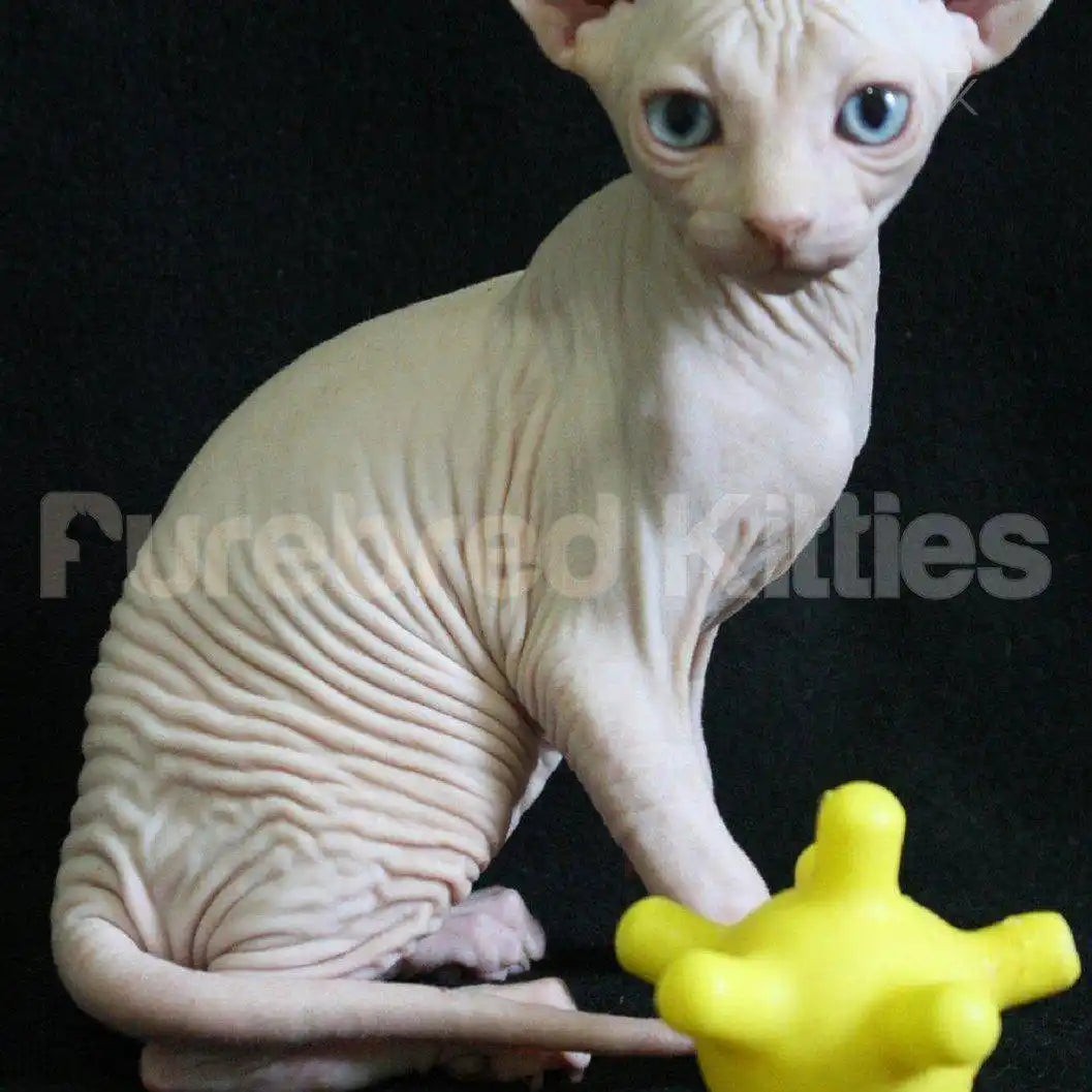 Fresh Male Sphynx Kitten | 3 Months Old | Available for Pick