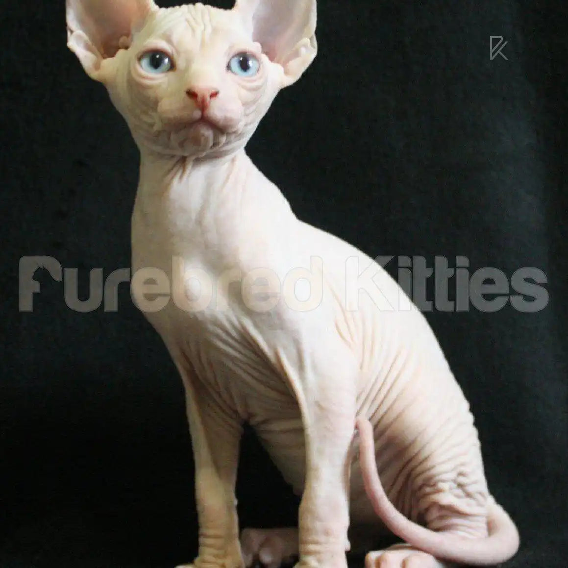 Fresh Male Sphynx Kitten | 3 Months Old | Available for Pick