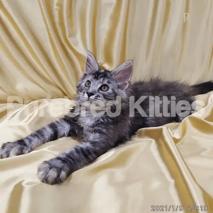 Gabi ♀ Maine Coon Kitten | 3 Months Old | Available for Pick