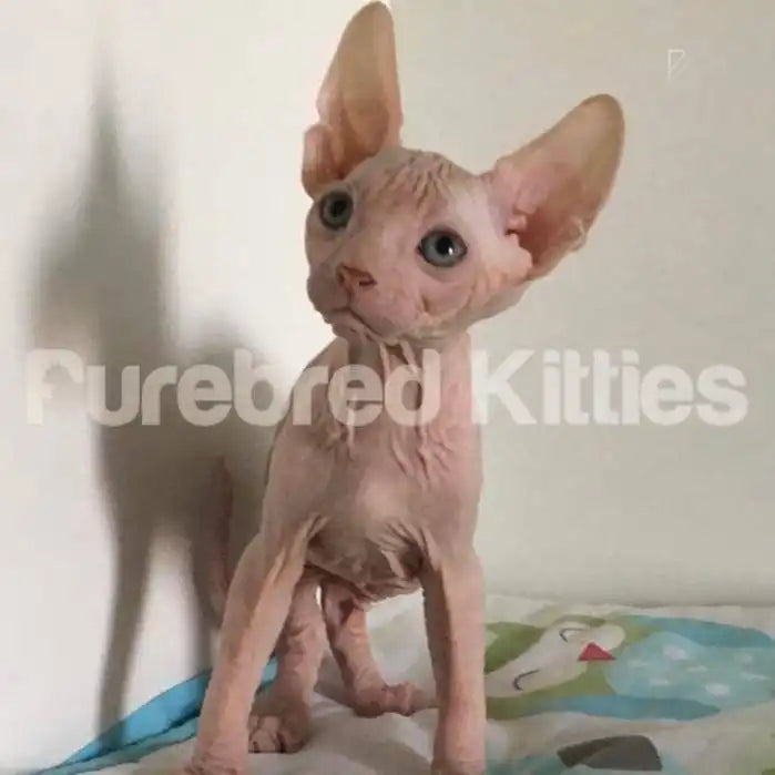 Gizmo Male Sphynx Kitten | 3 Month Old | Available for Pick
